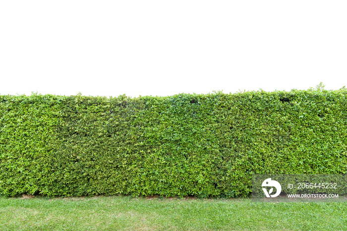 Green tree wall on white background