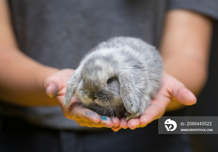 small decorative gray rabbit in the hands of man