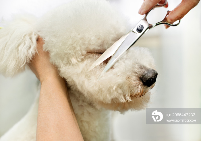 Groomer in a grooming salon trimming a white dog