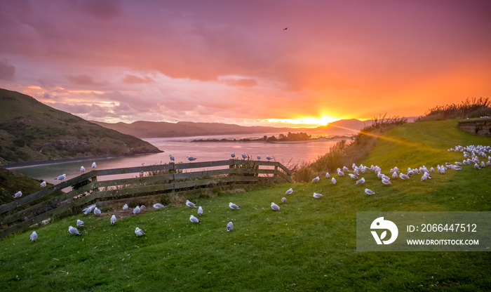 Sunset from the Royal Albatross Center on the Otago Peninsula on New Zealand’s South Island