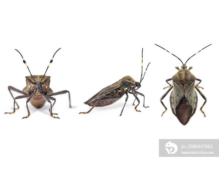 Kissing bug chagas disease vector triatomine; human health emerging zoonotic disease