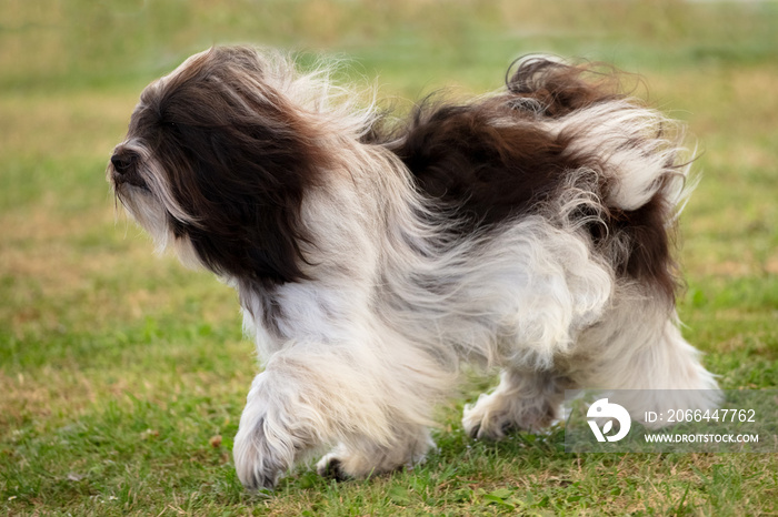 Polish Lowland Sheepdog