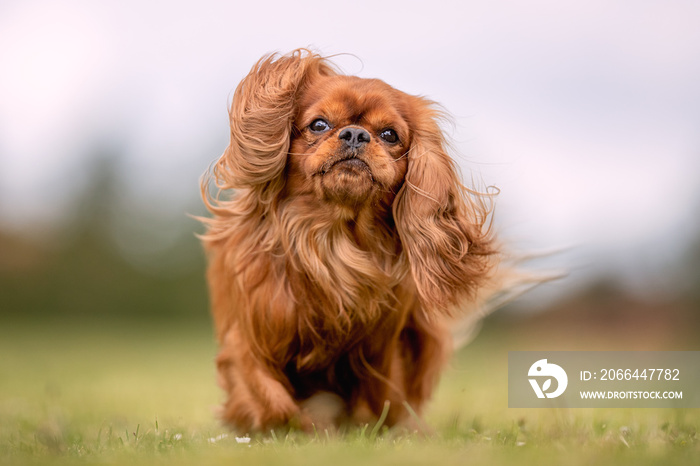 Beautiful happy dog breeds