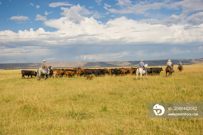 Paulina, Oregon,  four cowboys moving a herd of cattle to an adjacent pasture on a cattle ranch in e