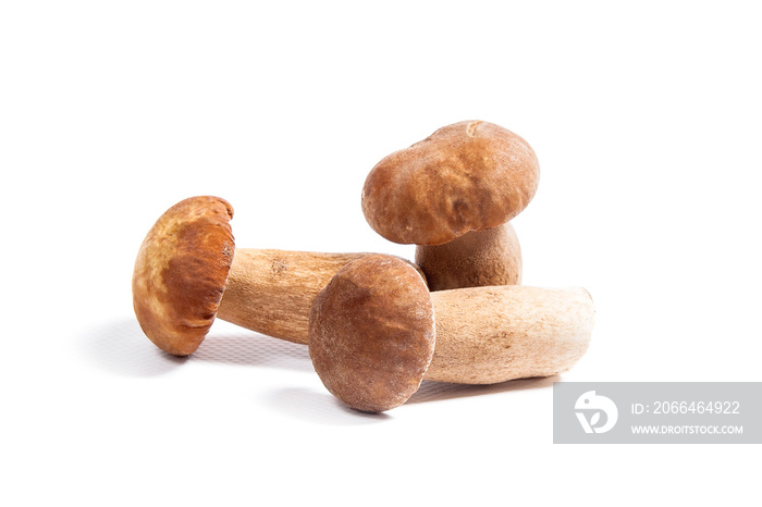 Several porcini mushrooms known as boletus edulis isolated on white background.