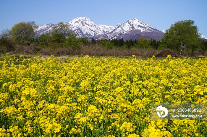 菜の花と妙高山