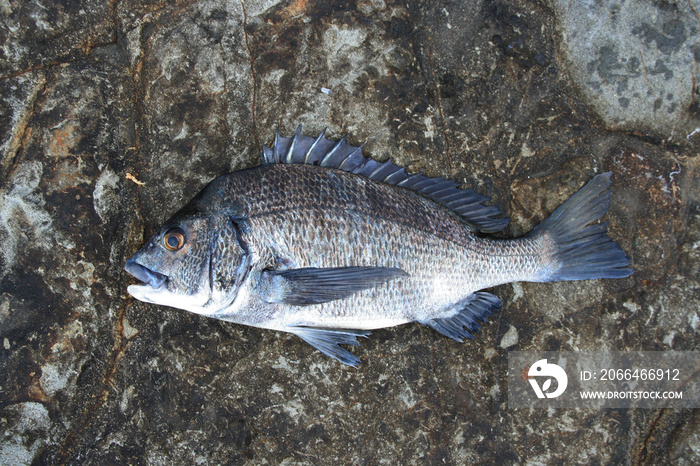 Japanese most popular fishing target saltwater fish “Black sea bream ( Kurodai, Chinu )”. 隊長約45cmほどの