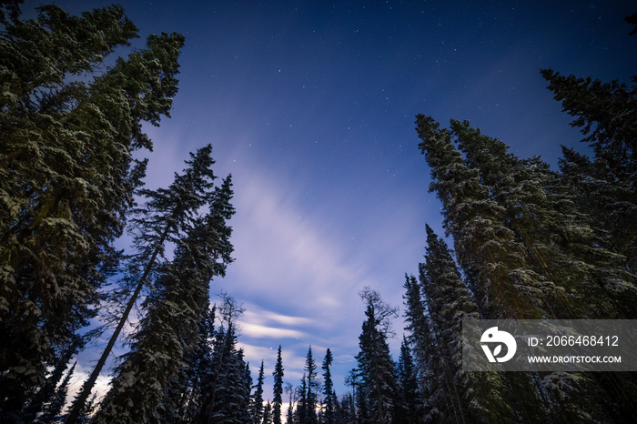 Forest trees against a night sky with stars