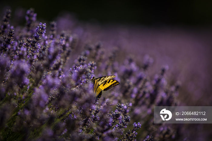 Pollinating lavender