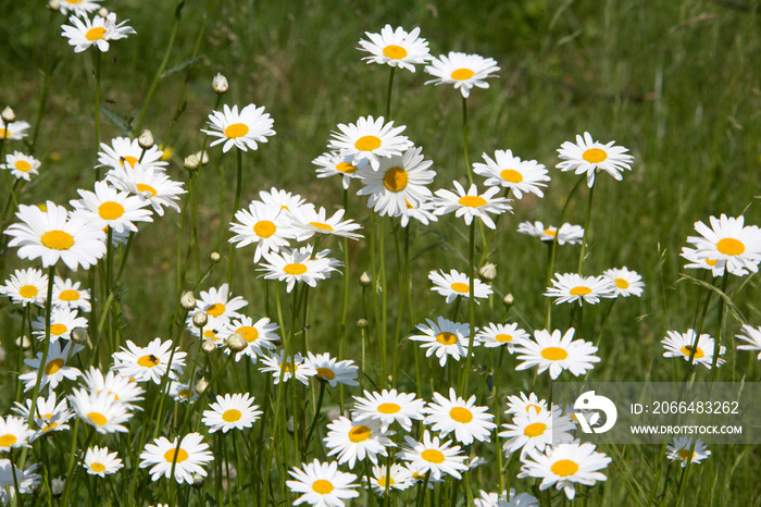 Margerite (Leucanthemum vulgare)