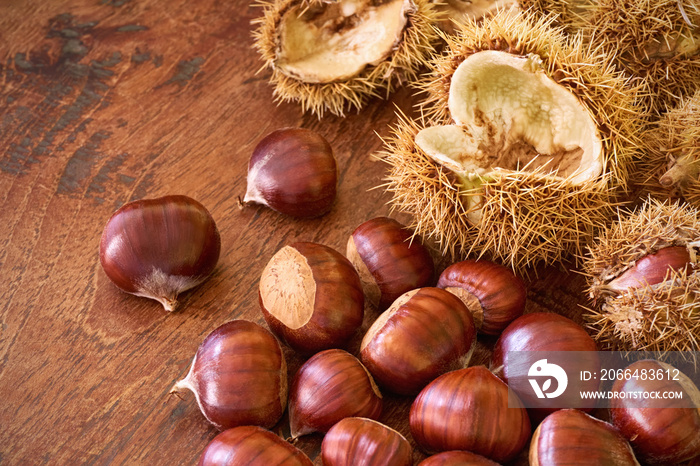 Close-up of a group of brown shiny sweet chestnuts or castanea sativa and green husks in soft light 