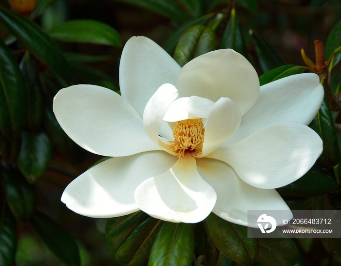 Magnolia tree flower