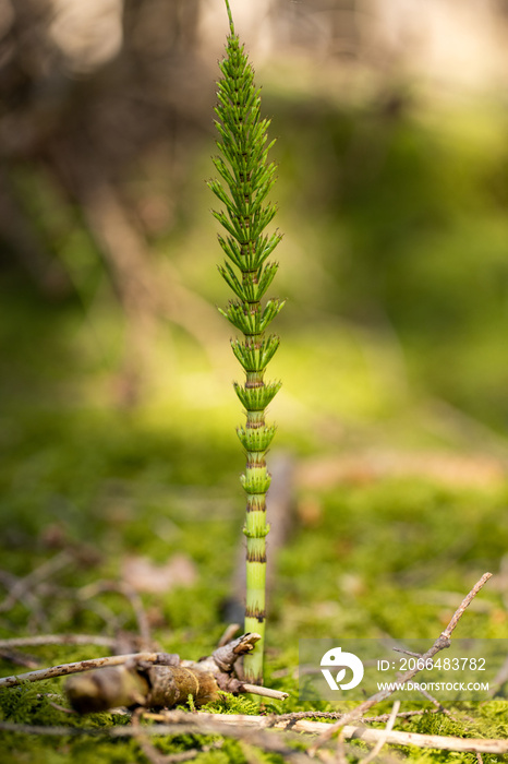 Schachtelhalm oder Equisetum