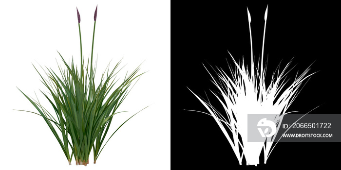 Left view of plant (Garlic) png with alpha channel to cutout 3D rendering