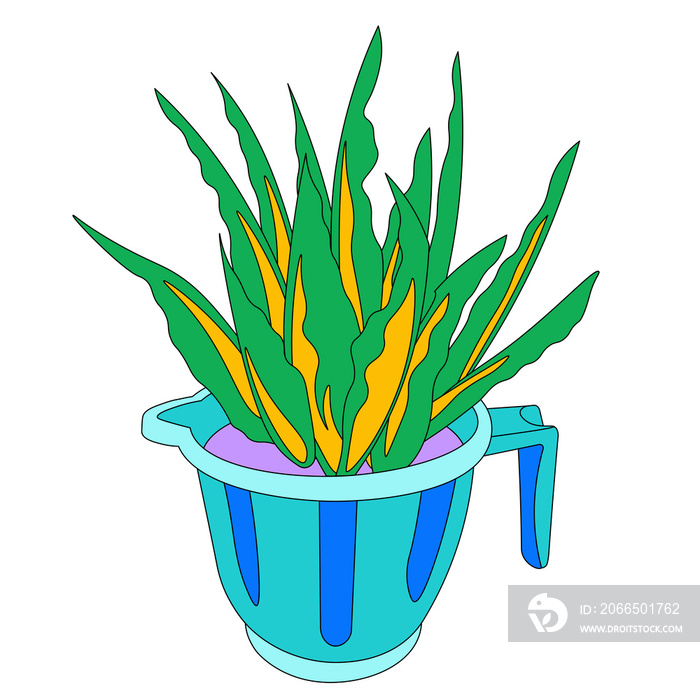 Repurposed tabo/ plastic jug plant pot with aloe vera plant