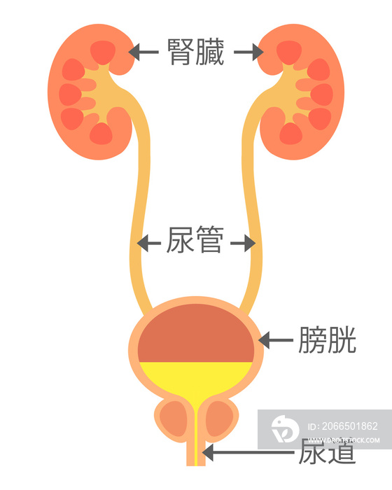 腎臓と膀胱