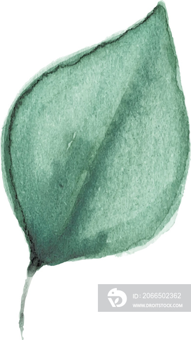 Leaf Watercolor illustration