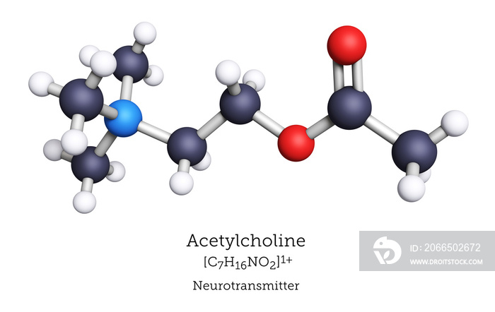 乙酰胆碱的球棒模型