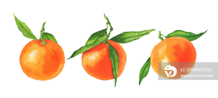 Watercolor tangerines with green leaves isolated on a white