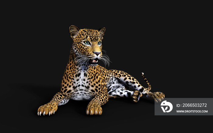 3d Illustration Leopard Isolate on Black Background with Clipping Path, Panthera Pardus