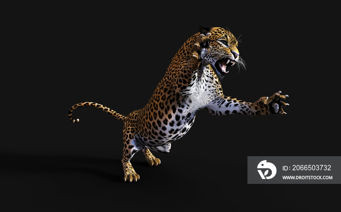 3d Illustration Leopard Isolate on Black Background with Clipping Path, Panthera Pardus