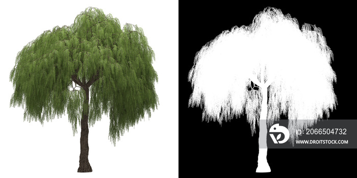 带有alpha通道的树（Shinus Molle）png的左视图到剪切3D渲染