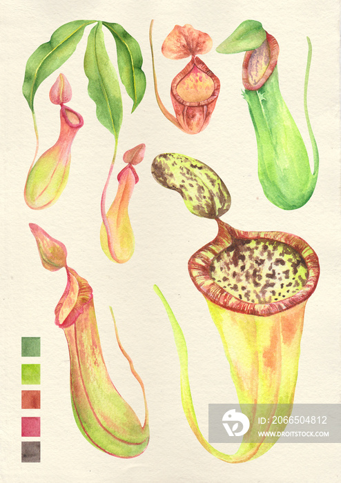 水彩画植物菲律宾植物群猪笼草猪笼草