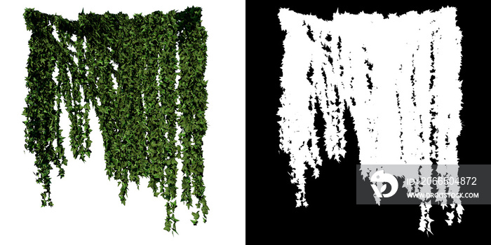 植物（爬山虎）树png的前视图，带有alpha通道，以3D渲染的方式剪切