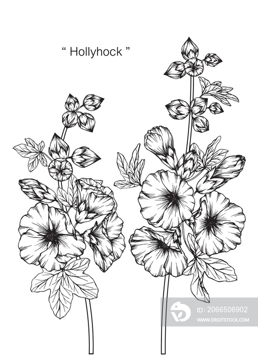 Hollyhock花卉绘画。