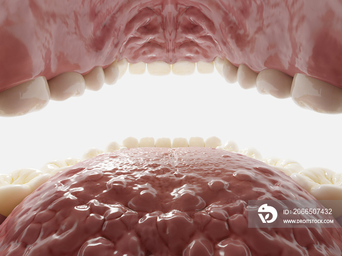 3d rendered illustration of the mouth from inside