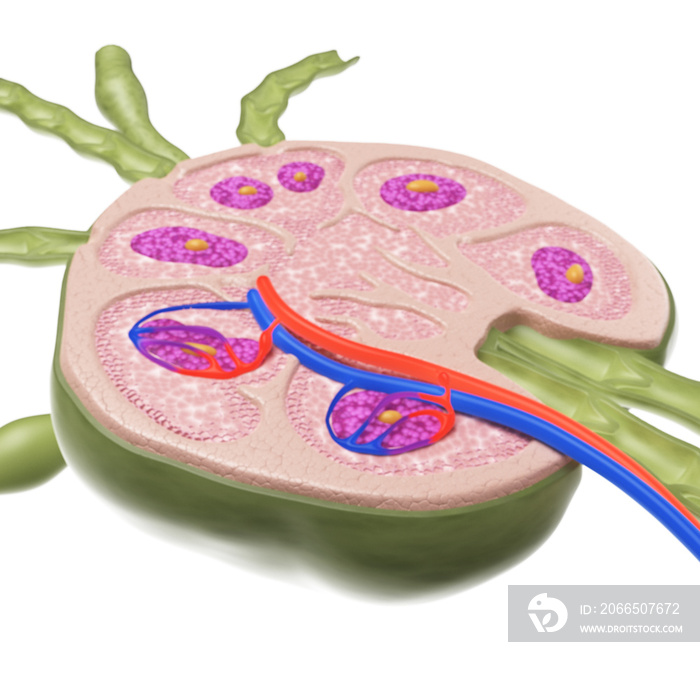 淋巴结横截面的三维医学精确图示