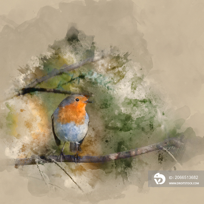 Digital watercolor painting of Stunning portrait of European Robin Redbreast Erithacus Rubecula sitt