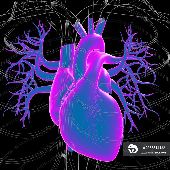 Human Heart Anatomy For Medical Concept 3D Rendering