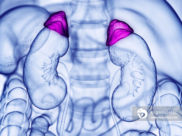 肾上腺的三维医学精确图示