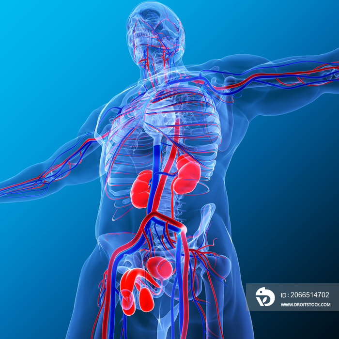 3D Illustration human male reproductive system