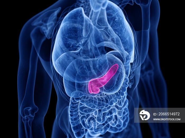 3d rendered medically accurate illustration of the pancreas