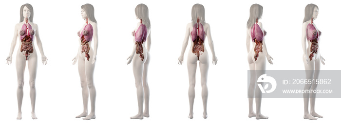 3d rendered medically accurate illustration of the female organs