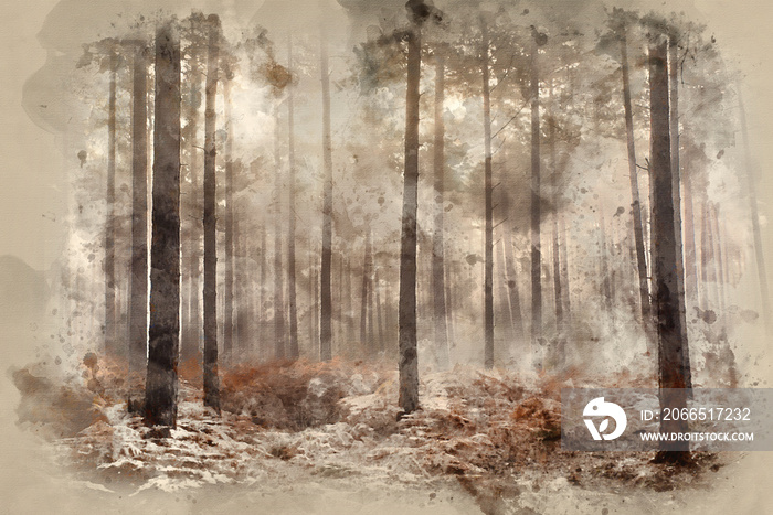 Digital watercolour painting of Pine forest Autumn Fall landscape foggy morning