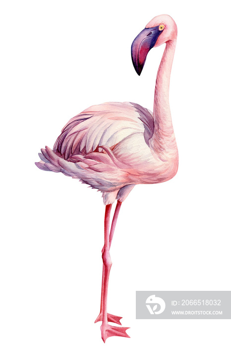 flamingo bird, isolated background, watercolor drawings