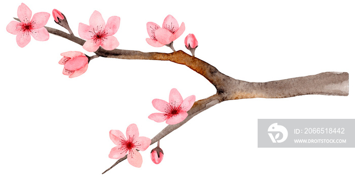 Isolated on white background hand drawn watercolor cherry blossom, delicate flowers. Japanese Sakura