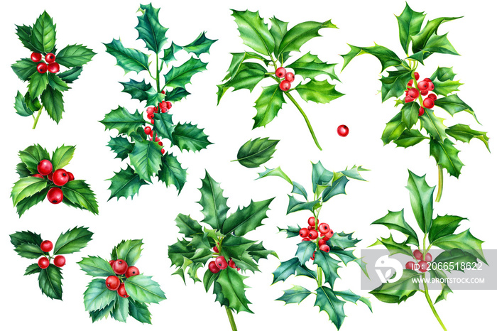 Set of holly branch on an isolated white background, christmas plants, watercolor hand drawing