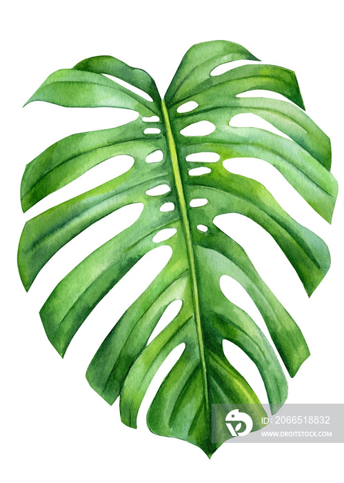 孤立的白色背景上的梦蝶爬行类的丛林绿色叶子，水彩插图，b