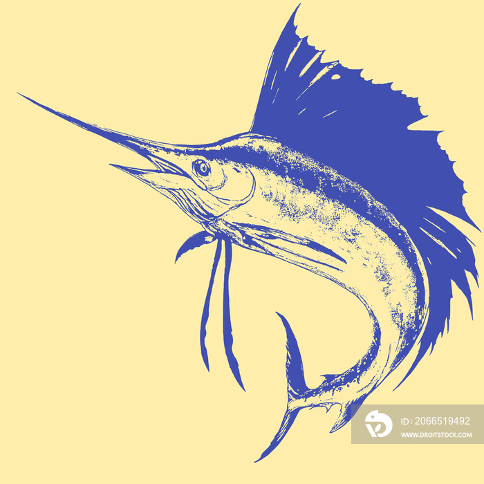 Sailfish on white. Marlin fish sailfish isolate realistic illustration. Fish sword in a jumping fish