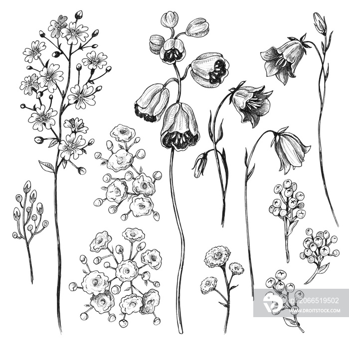 Hand Drawn Bluebells and Gypsophila Flowers