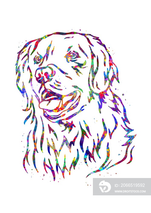 Golden Retriever head portrait dog watercolor, abstract painting. Watercolor illustration rainbow, c