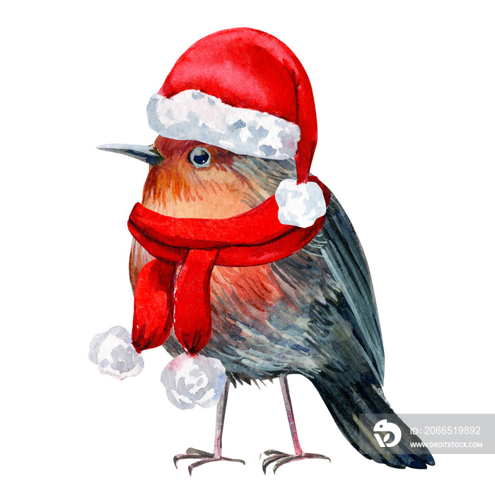 christmas holiday, robin small bird in red hat on an isolated white background, watercolor illustrat