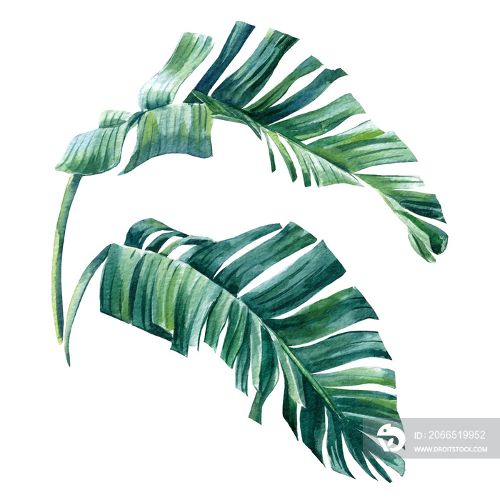 Watercolor Palm leaves on isolated white background