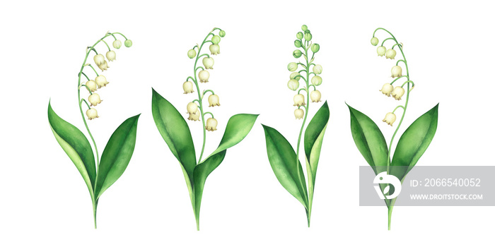 Lily of the valley flowers isolated on white. Watercolor illustration.