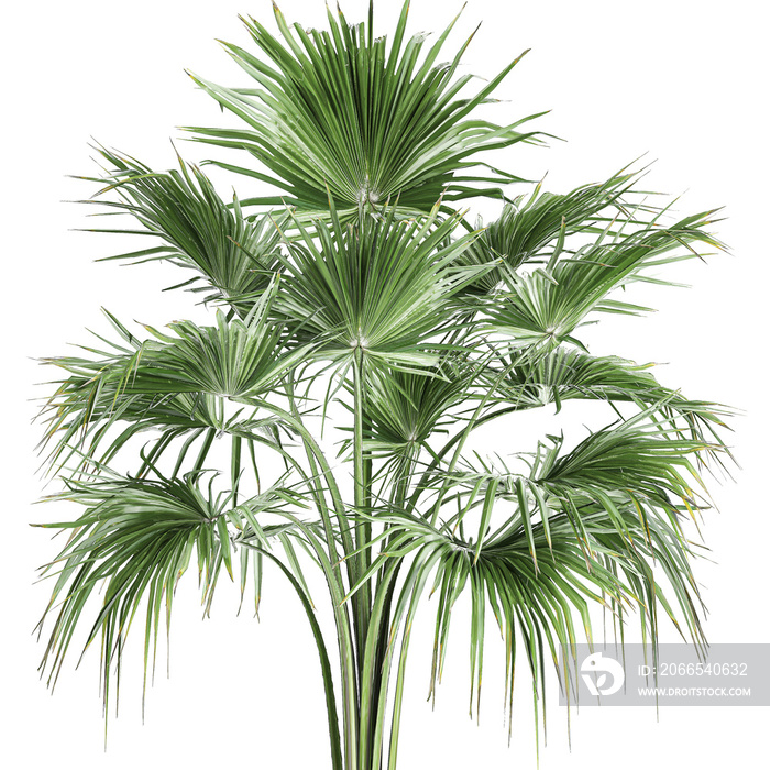 Fan palm in a pot isolated on white background