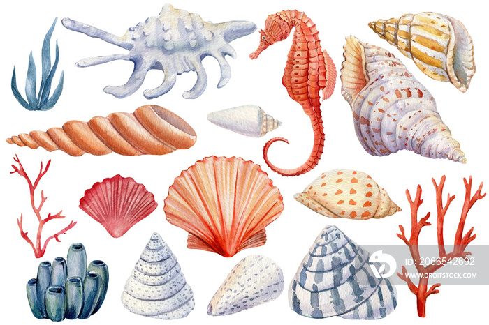 Seashells, seahorse, coral on an isolated white background, watercolor illustration Marine life.